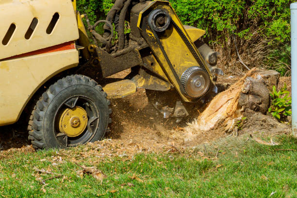 How Our Tree Care Process Works  in  Redwood, OR