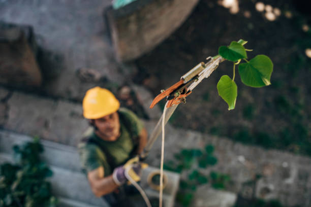 Best Stump Grinding and Removal  in Redwood, OR