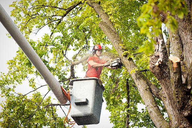 Best Tree and Shrub Care  in Redwood, OR