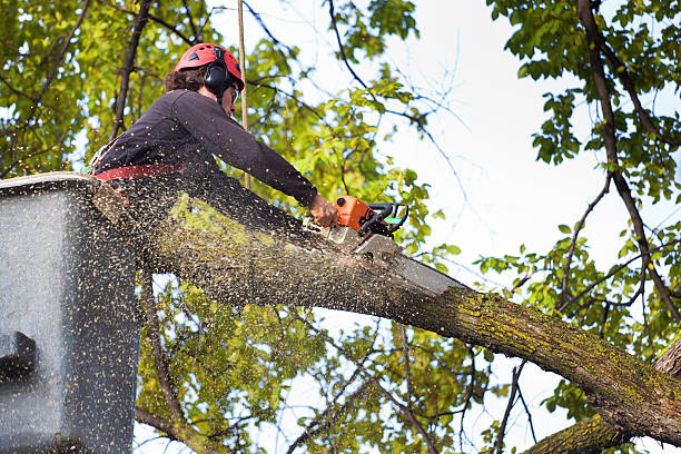 Trusted Redwood, OR Tree Services Experts
